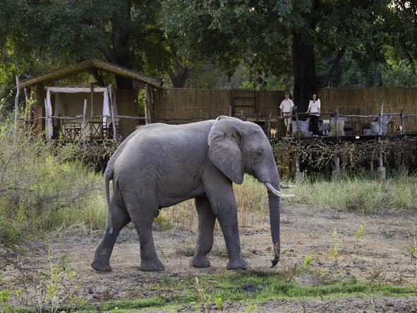 Flatdogs Jackalberry Tree House - elephant in front of lodge